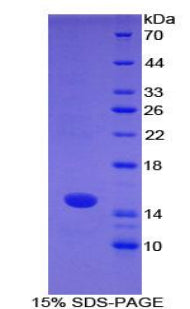 Figure 1. SDS-PAGE