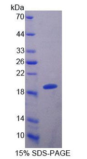 Figure 1. SDS-PAGE