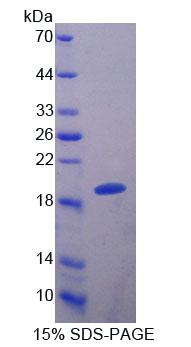 Figure 1. SDS-PAGE