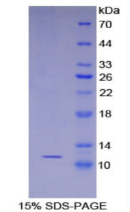 Figure 1. SDS-PAGE