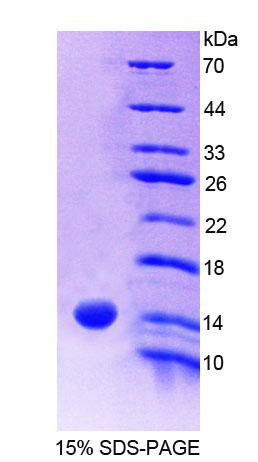 Figure 1. SDS-PAGE