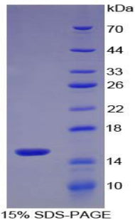 Figure 1. SDS-PAGE
