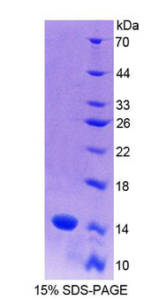 Figure 1. SDS-PAGE