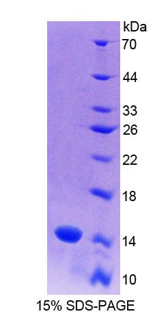 Figure 1. SDS-PAGE
