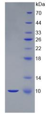 Figure 2. SDS-PAGE