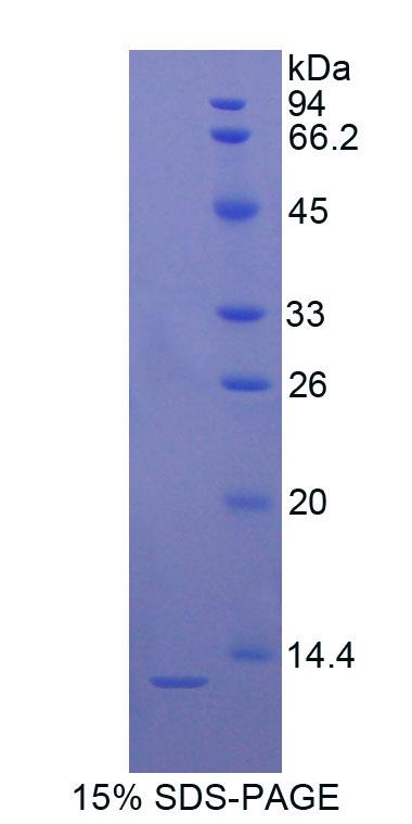 Figure 1. SDS-PAGE