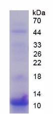 Figure 2. SDS-PAGE