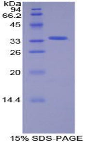 Figure 1. SDS-PAGE