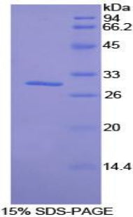 Figure 1. SDS-PAGE