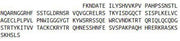 Recombinant Sclerostin Domain Containing Protein 1 (SOSTDC1), RPU43711
