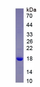 Figure 1. SDS-PAGE