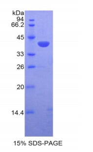 Figure 1. SDS-PAGE