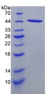 Figure 2. SDS-PAGE