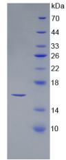 Figure 2. SDS-PAGE