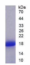 Figure 2. SDS-PAGE