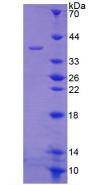Figure 2. SDS-PAGE