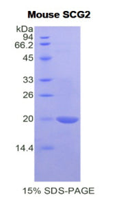 Figure 1. SDS-PAGE