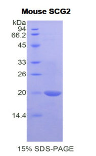 Figure 1. SDS-PAGE