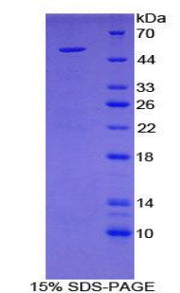 Figure 1. SDS-PAGE