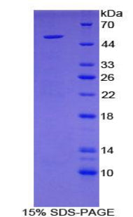 Figure 1. SDS-PAGE