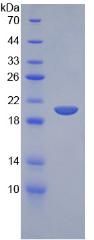 Figure 2. SDS-PAGE