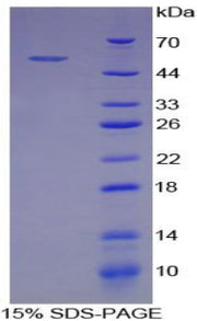 Figure 1. SDS-PAGE