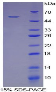 Figure 1. SDS-PAGE