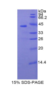 Figure 1. SDS-PAGE