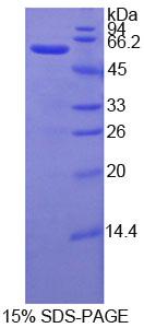 Figure 1. SDS-PAGE