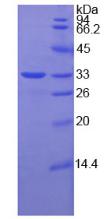 Figure 3. SDS-PAGE