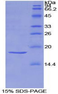Figure 1. SDS-PAGE