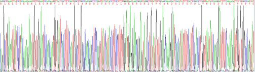 Recombinant Human Semaphorin 3A (SEMA3A)