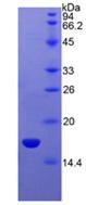 Figure 3. SDS-PAGE