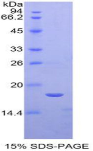 Figure 1. SDS-PAGE