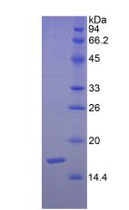 Figure 2. SDS-PAGE