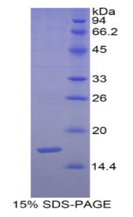 Figure 1. SDS-PAGE