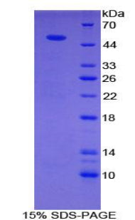 Figure 1. SDS-PAGE
