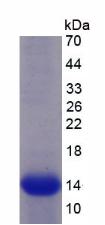 Figure 2. SDS-PAGE