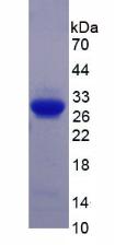 Figure 2. SDS-PAGE