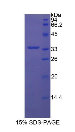 Figure 1. SDS-PAGE