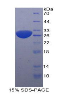Figure 1. SDS-PAGE