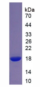 Figure 1. SDS-PAGE