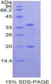 Figure 1. SDS-PAGE