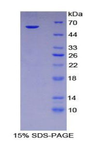 Figure 1. SDS-PAGE