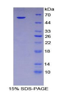Figure 1. SDS-PAGE