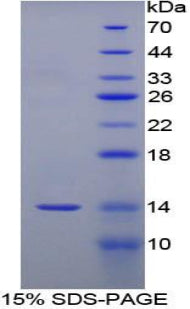 Figure 1. SDS-PAGE