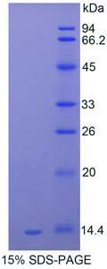 Figure 1. SDS-PAGE