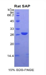 Figure 1. SDS-PAGE