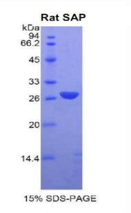Figure 1. SDS-PAGE