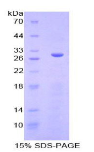 Figure 2. SDS-PAGE